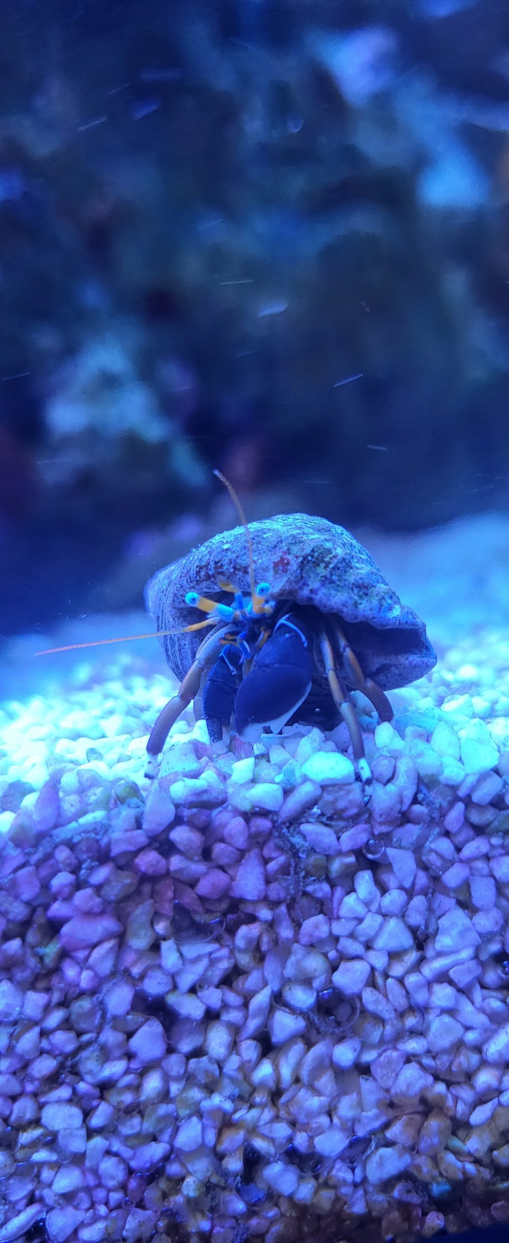 Calcinus laevimanus (Zebra hermit crab)