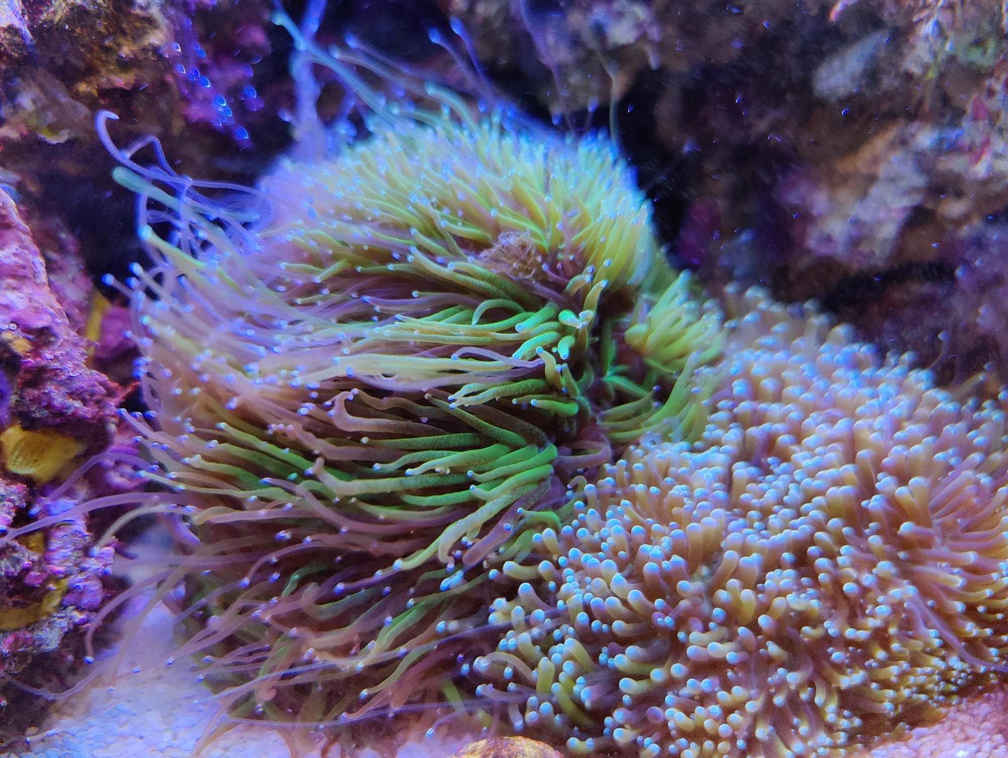 Galaxea fascicularis (Bi-color Green) Frags