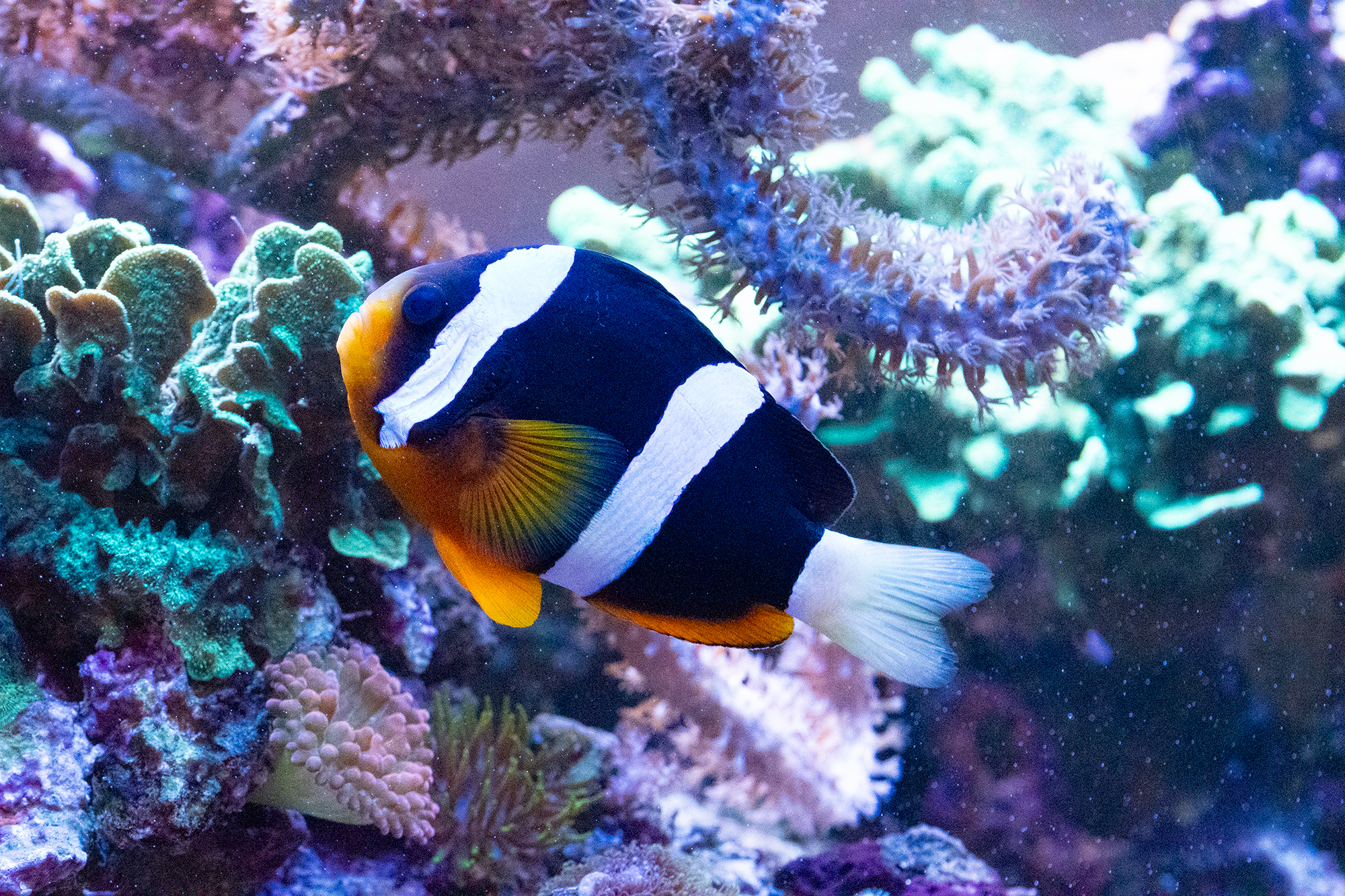 Amphiprion clarkii (Clark’s anemonefish)