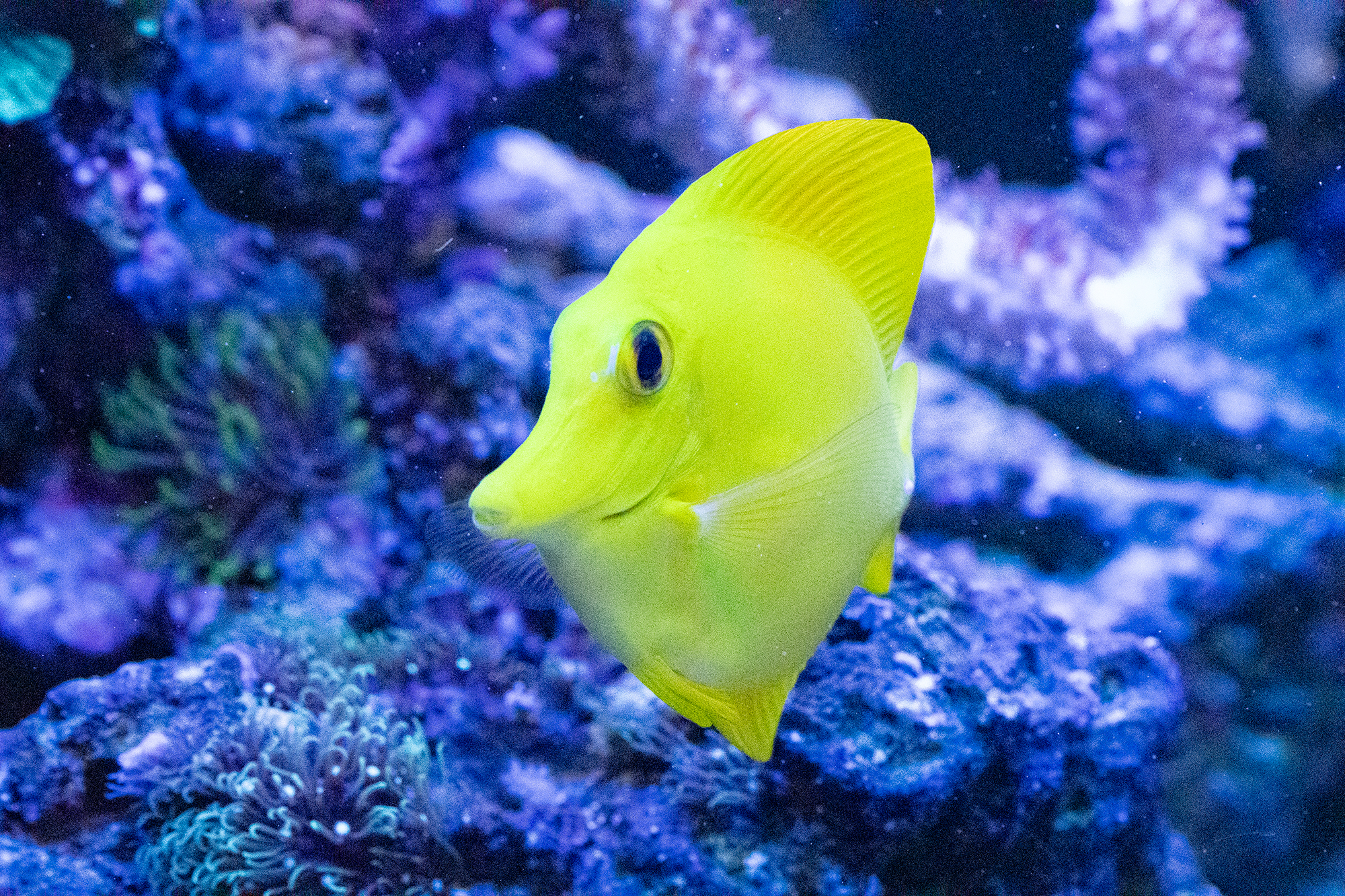 Zebrasoma flavescens (Yellow tang)