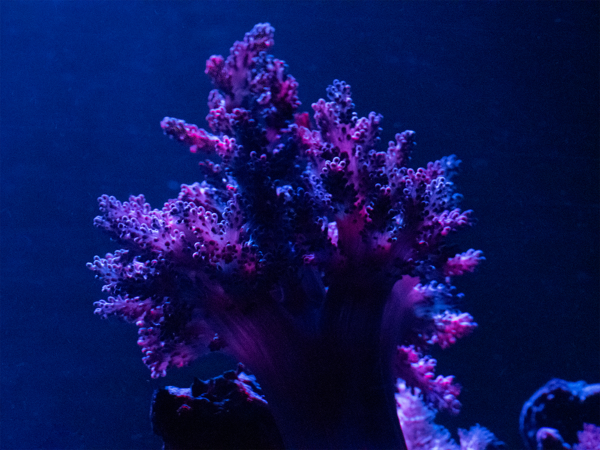 Capnella sp. (Kenya Tree Coral)