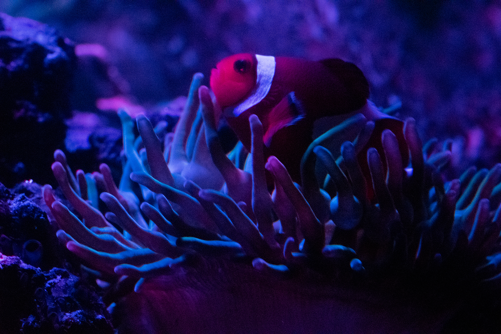 Amphiprion percula (Orange Clownfish)