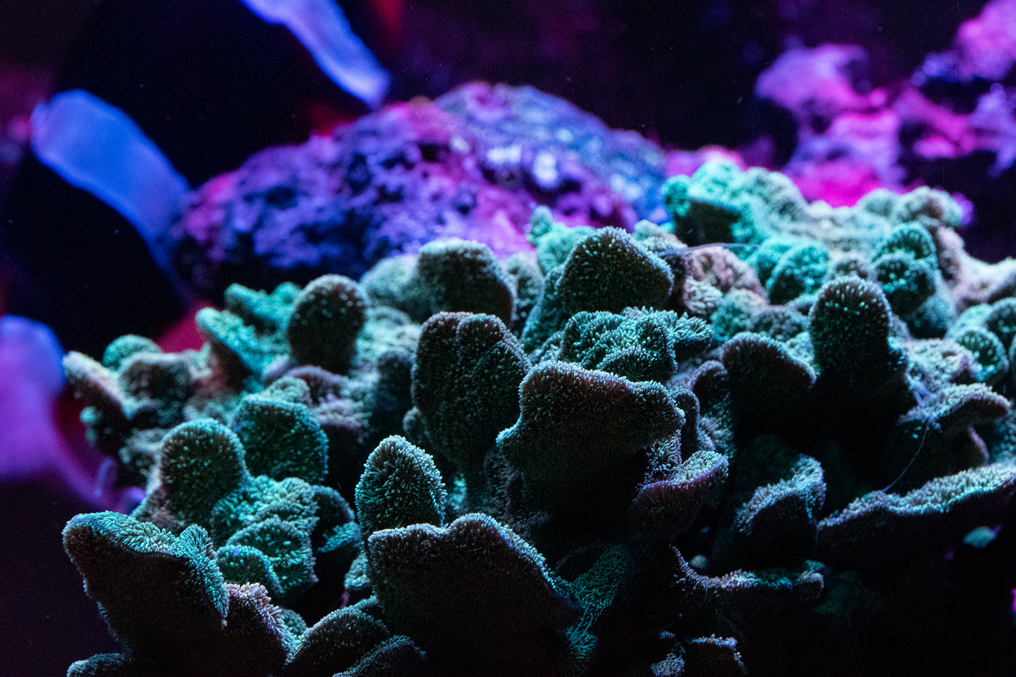 Pavona Cactus (Neon Green) Frags