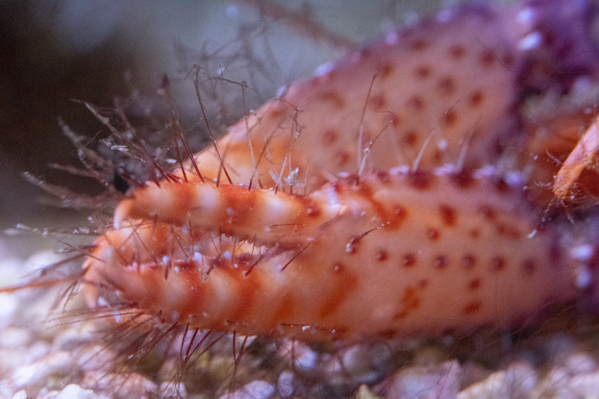 Enoplometopus sp (Purple Reef Lobster)