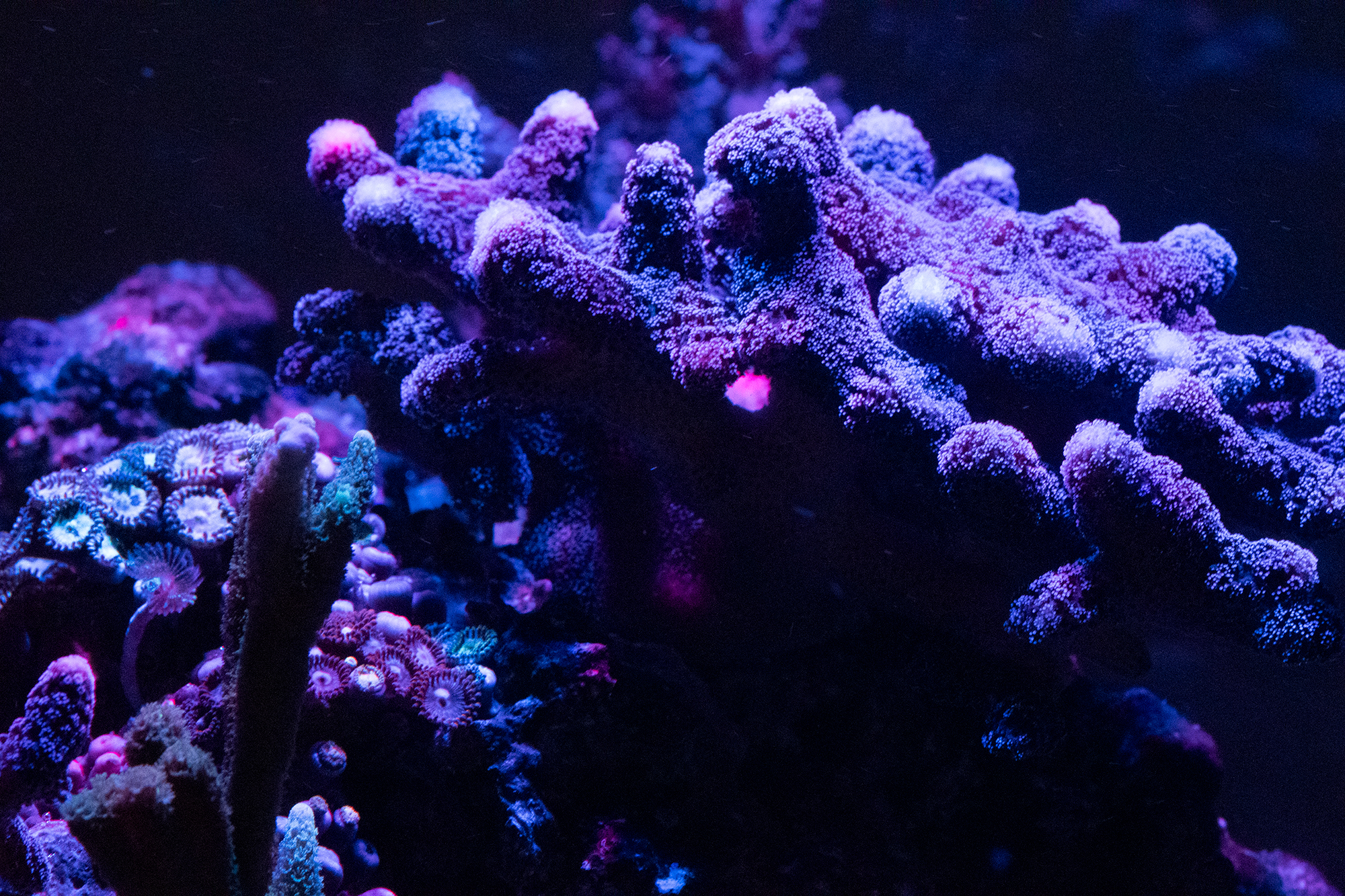 Stylophora (Purple) Frags