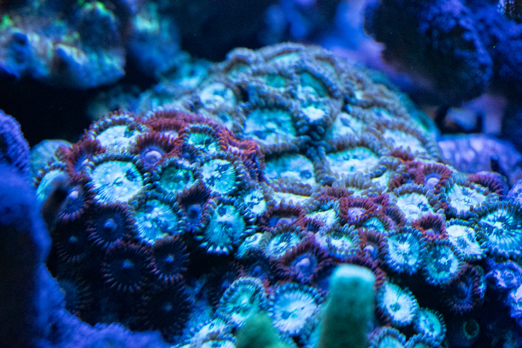 Zoanthids (Fire and Ice)