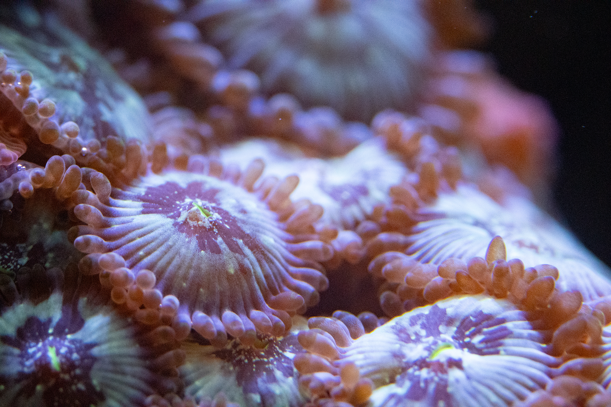 Zoanthids (Hawaiian People Eater)