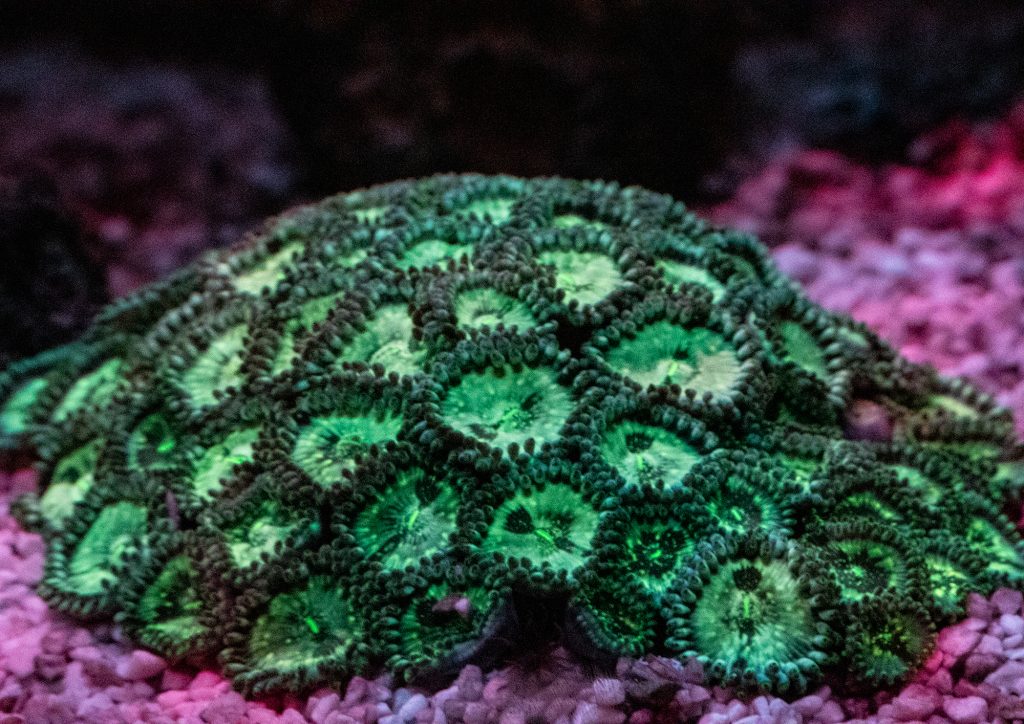 Yellow filter photograph of Hawaiian People Eater Zoanthids.