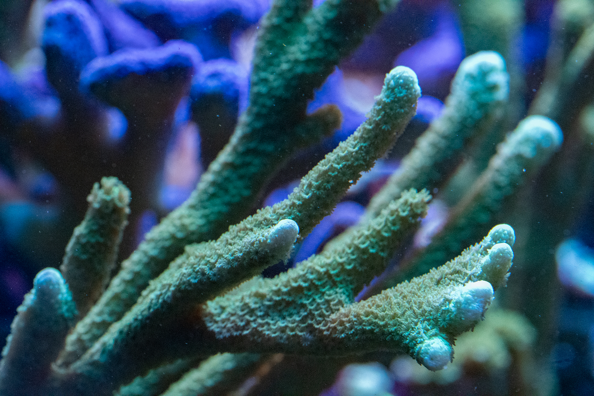 Montipora digitata (Green) Frags