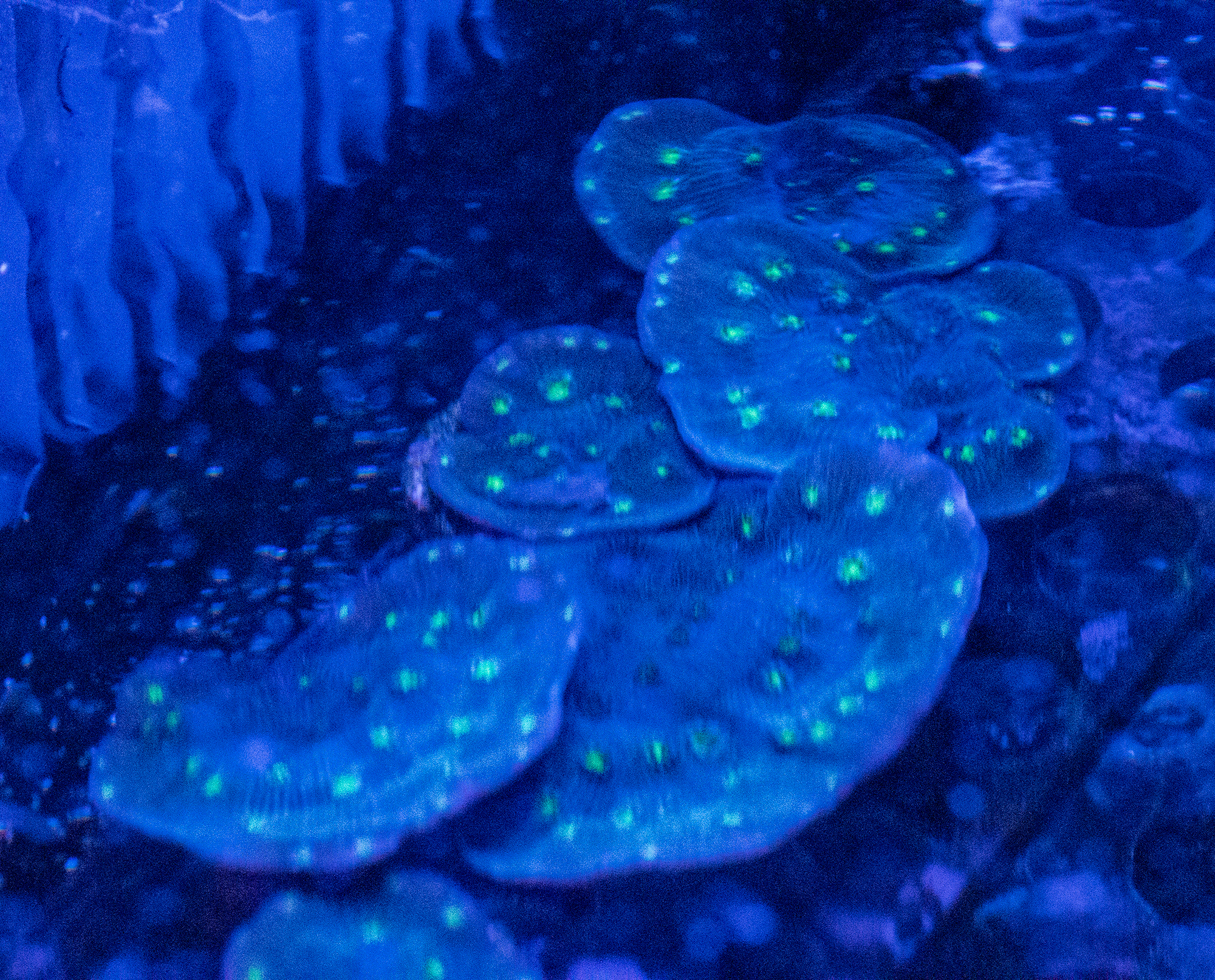 Echinopora lamellosa Frags