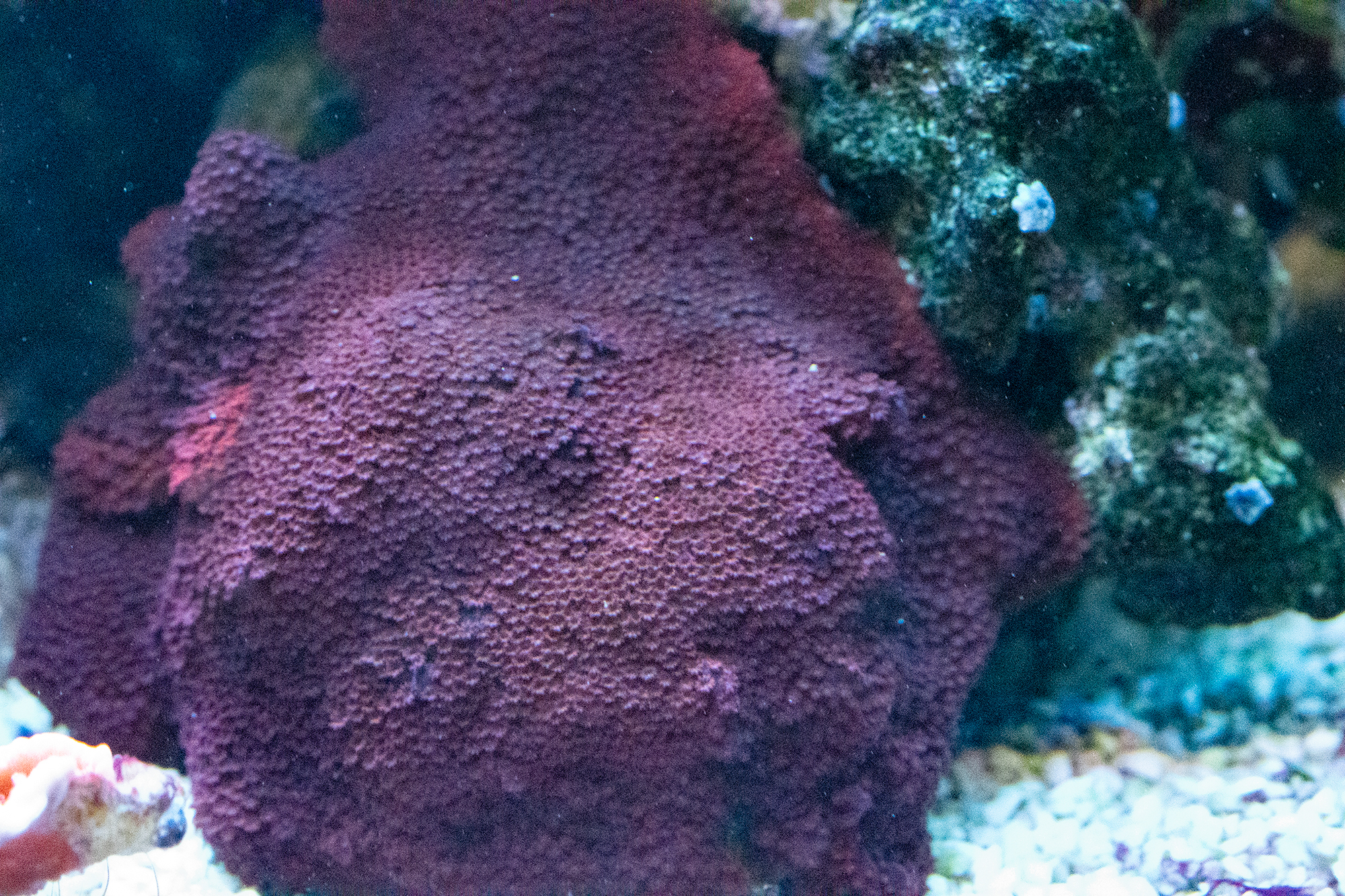 Montipora Encrusting (Red) Frags